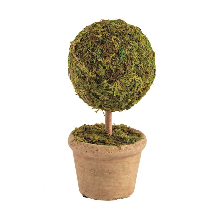 Single Topiary Plant