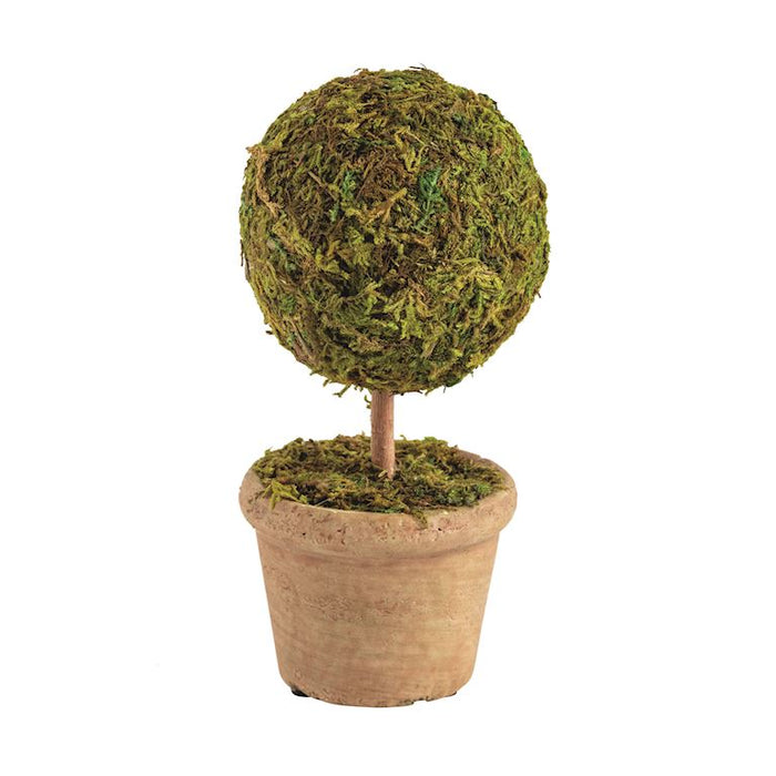 Single Topiary Plant