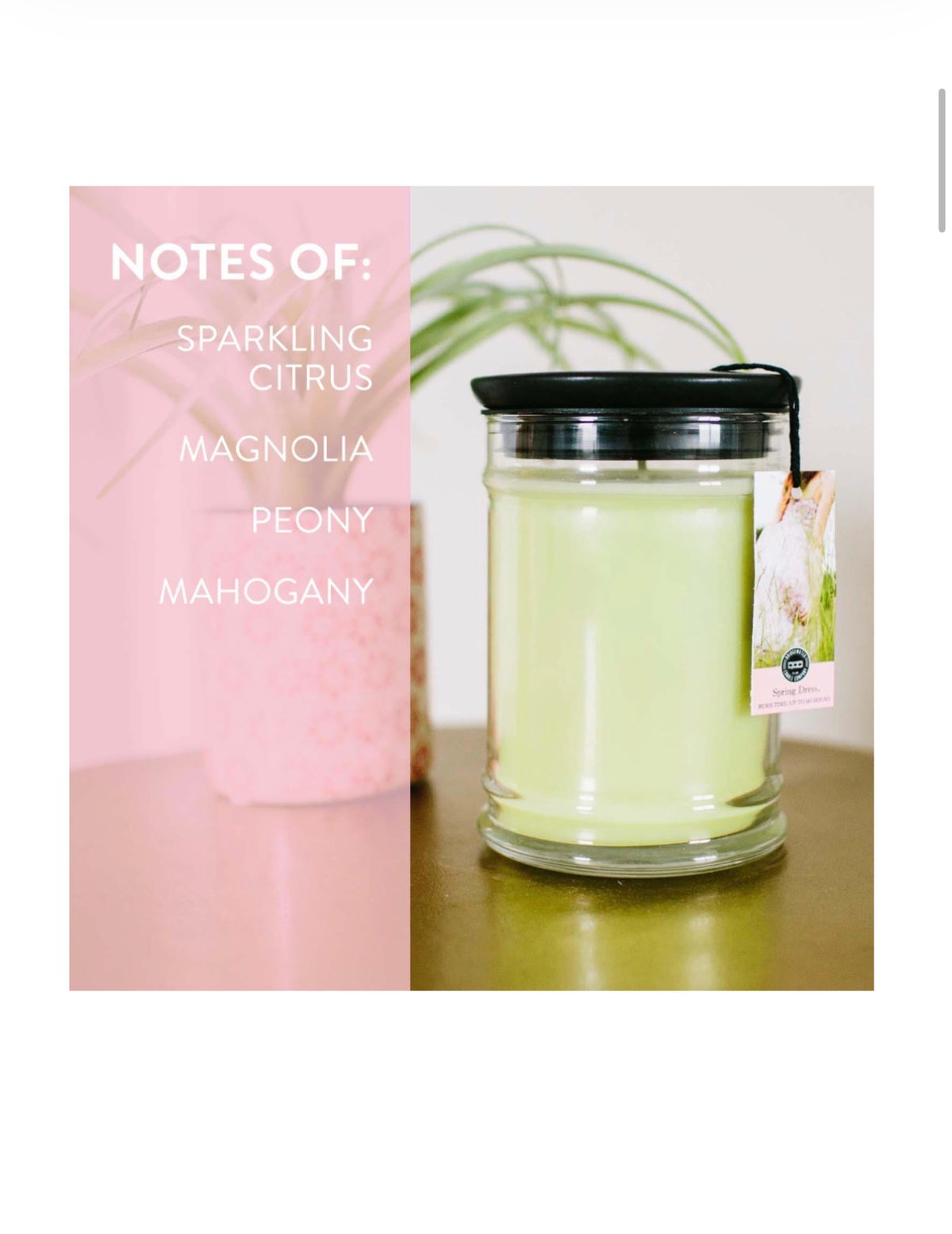 Candle with a label detailing fragrance notes on a pink background bridgewater candles spring dress 