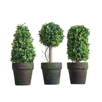 topiary in pot